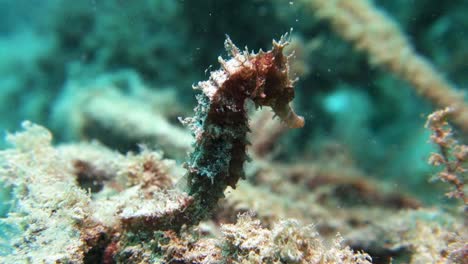 Spikey-Algae-Covered-Hedgehog-Seahorse-Holds-Rock-with-Tail-on-Coral-Reef