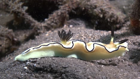 nudibranch-glossodoris-atromarginata-moving-left-to-right-over-dark-sandy-bottom,-close-up-shot-showing-all-body-parts