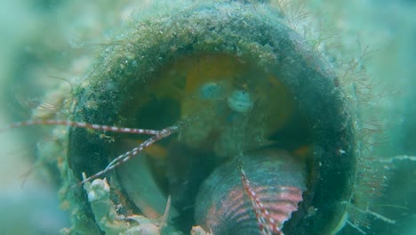 Colorful-Mantis-Shrimp-Hides-Behind-Shells-in-Garbage-Glass-Bottle-Home-House