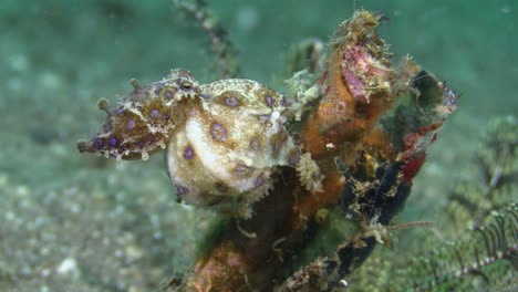 female-blue-ringed-octopus-with-eggs-sitting-on-a-piece-of-coral-on-sandy-bottom,-medium-shot