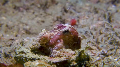 Small-Venomous-Blue-Ringed-Octopus-Moving-Siphon-Gills-to-Breathe-Saltwater