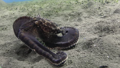 mimic-octoupus-imitating-cuttlefish-while-crawling-over-sandy-bottom