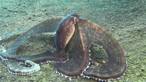 mimic-octopus-with-extended-skirt