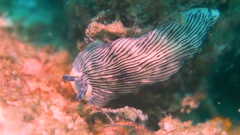 Large-Dermatobranchus-Dendronephthyphagus-Sea-Slug-Nudibranch-on-Ocean-Floor