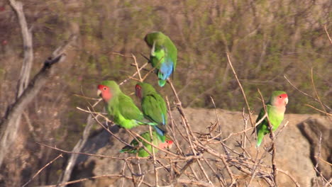 four-rosy-faced-lovebirds-on-twigs,-rocks-in-background