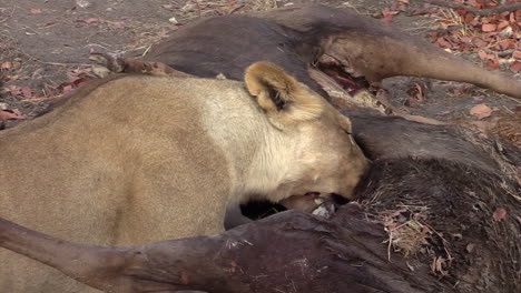 lioness-chewing-and-feeding-on-intestines-of-previously-killed-wildebeest,-medium-to-closeup-shot