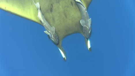 sicklefin-devil-ray-mobula-tarapacana-with-two-sharksuckers-symmetrically-attached-to-its-back-in-blue-water,-one-remora-changing-position,-revealing-bald-spot-on-mobula-skin,-close-up-top-shot