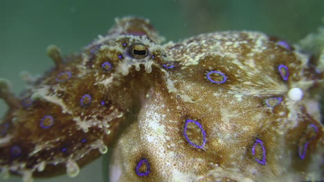 female-blue-ringed-octopus-with-eggs-sitting-on-a-piece-of-coral,-close-up-shot-of-head,-one-egg-visible