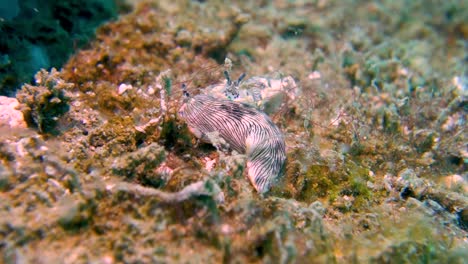 Two-Large-White-Black-Striped-Sea-Slugs-Paired-Together-on-Algae-Covered-Rock