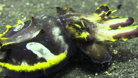flamboyant-cuttlefish-walking-left-to-right-over-sandy-bottom,-close-up,-camera-pans-from-front-part-to-hind-part