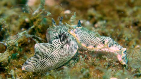 Two-Large-Dermatobranchus-Dendronephthyphagus-Sea-Slugs-Interacting-Ocean-Bottom