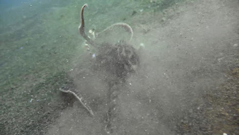 Unterwasser-Killer:-Imitieren-Sie-Tintenfische,-Die-Mantis-Garnelen-Fangen-Und-Bekämpfen-Und-Sich-Mit-Ihrem-Gebet-In-Den-Sand-Zurückziehen