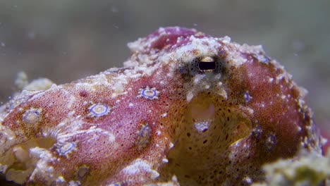 Small-Spotted-Toxic-Blue-Ringed-Octopus-Moving-Siphon-Gills-Breathe-Saltwater