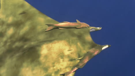 sicklefin-devil-ray-mobula-tarapacana-with-two-shark-suckers-symmetrically-attached-to-its-back-in-blue-water,-view-from-above,-camera-zooming-in-towards-remoras,-sunlight-refractions-on-skin