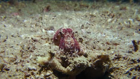 Toxic-Deadly-Poisonous-Blue-Ringed-Octopus-Clings-to-Coral-Rubble-on-Dive-Site