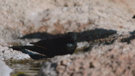 slow-motion-shot-of-pale-winged-starling-taking-a-bath-in-a-small-puddle-that-has-formed-in-a-crevice-of-a-rock,-close-up-shot