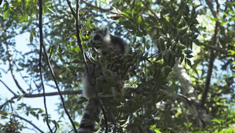 Lémur-De-Cola-Anillada-Forrajea-En-El-Dosel-De-Una-Higuera-En-Madagascar