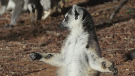 Catta-Lemur-Tomando-El-Sol-A-La-Luz-De-La-Mañana-En-El-Fondo-Arenoso-En-Postura-De-Yoga-Con-Las-Piernas-Cruzadas-Y-Los-Brazos-Extendidos
