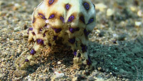 pregnant-female-blue-ringed-octopus-with-eggs-on-sandy-bottom,-camera-pan-from-head-to-mantle-with-enclosed-eggs