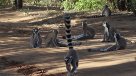 Siete-Lémures-De-Cola-Anillada-Descansan-A-La-Sombra-En-Un-Camino-Arenoso,-Dos-Individuos-Abandonan-El-Grupo