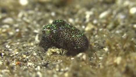 bobtail-squid-digs-in-using-arm-to-cover-with-sand,-close-up-shot-during-night