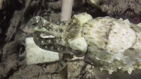 crinoid-cuttlefish-swims-along-reef-at-night-flashing-color-display,-close-up-shot