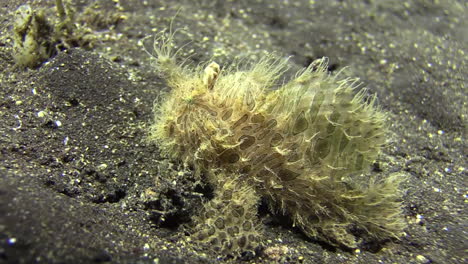 hairy-frogfish-with-clearly-visible-spots-and-patches-on-skin-walking-left-to-right-on-sandy-bottom-during-day,-medium-to-long-shot