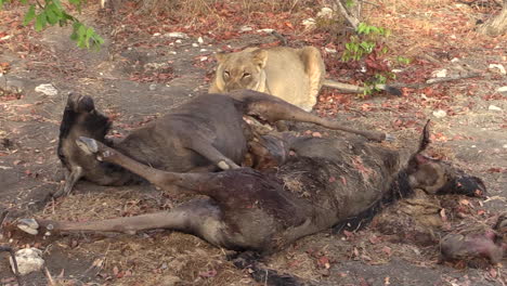 lioness-with-two-killed-wildebeests,-still-almost-intact,-ready-to-feed-on-the-carcasses