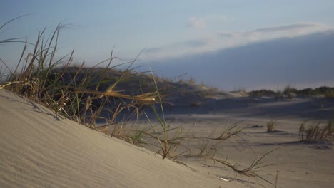 Strandvegetation,-Die-Im-Wind-Durch-Die-Sanddünen-Weht