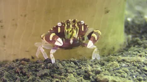 harlequin-swimming-crab-facing-camera-and-moving-milling-tools