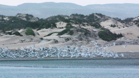 Herde-Schneller-Seeschwalben,-Die-über-Eine-Lagune-Mit-Sanddünen-Im-Hintergrund-Fliegen,-Lange-Aufnahme-In-Zeitlupe