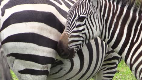 juvenile-zebra-tries-to-get-milk-from-pregnant-mother,-no-success,-scratches-fur-with-its-teeth,-tries-again