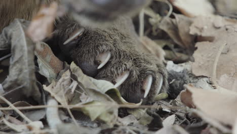 close-up-of-fossa-paw-with-non-retractable-claws-resting-in-dry-foliage