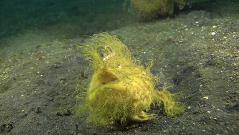 hairy-frogfish-breathes-and-gulps-heavily,-then-takes-off-quickly-stirring-up-sand,-night-shot-on-sandy-bottom