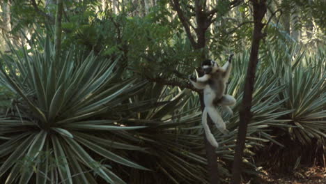 slow-motion-shot-of-sifaka-verreauxi-bridging-a-long-distance-by-hopping-over-ground-in-an-upright-position