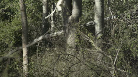 slow-motion-shot-of-white-sifaka-cringed-to-a-tree,-taking-a-big-leap-left-to-right,-landing-on-another-tree,-climbing-up