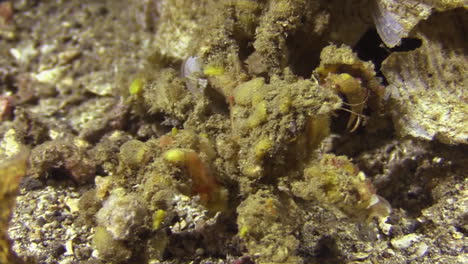 blunt-decorator-crab-walking-over-coral-reef-during-night