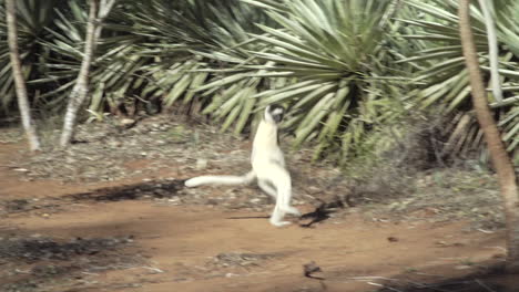 verreaux's-sifaka-moving-from-one-tree-to-another-by-hopping-over-ground-which-resembles-dancing