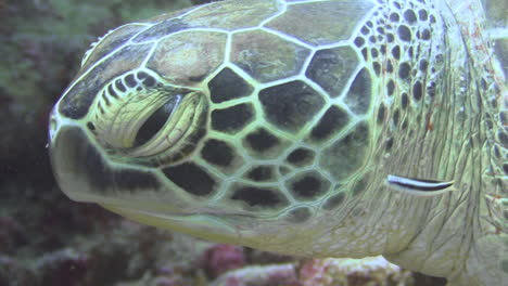 hawksbill-turtle-being-cleaned-by-bluestreak-cleaner-wrasse,-close-up-shot-of-turtle's-head