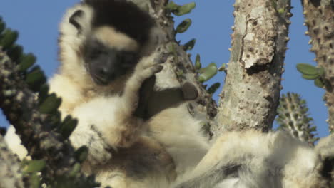 Sifaka-verreauxi-on-top-of-an-octopus-cactus-licking-its-fur,-close-up-shot-during-sunny-day