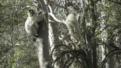 slow-motion-shot-of-two-white-sifakas-Propithecus-verreauxi-in-a-tree,-one-doing-a-double-leap-to-a-tree-in-a-distance