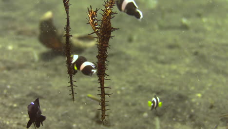 couple-of-ornate-ghost-pipefish-hovering-over-sandy-bottom-upside-down,-surrounded-by-clarks-anemone-fish-and-threespot-dascyllus
