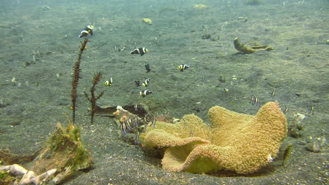 couple-of-ornate-ghost-pipefish-hovering-next-to-a-mushroom-coral-upside-down,-surrounded-by-clarks-anemone-fish,-threespot-dascyllus-and-banggai-cardinalfish,-long-shot