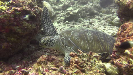 hawksbill-turtle-dozing-between-two-coral-blocks-front-legs-spread-out,-medium-shot-showing-all-body-parts