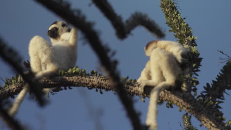two-sifakas-verreauxi-relaxing-on-top-of-an-octopus-cactus-in-Madagascar