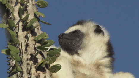 portrait-of-sifaka-verreauxi-relaxing-on-top-of-an-octopus-cactus-in-Madagascar,-turning-head-into-camera,-close-up-shot