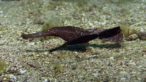 couple-of-brown-robust-ghost-pipefish-hovering-over-sandy-bottom,-camera-zooms-in,-medium-shot-during-day