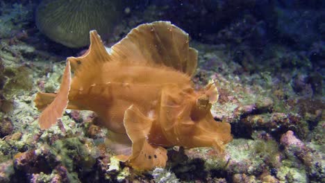 orange-rhinopia-aka-paddle-flap-scorpionfish-walks-over-coral-reef,-excretes-feces,-medium-shot-during-daylight,-all-body-parts-visible,-side-view