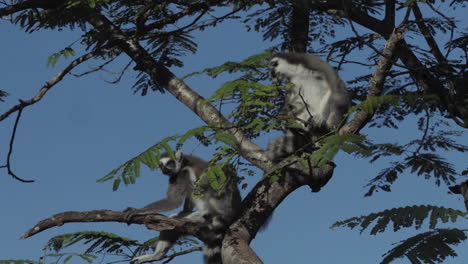 Dos-Lémures-De-Cola-Anillada-En-El-Dosel-De-Un-árbol-En-Madagascar