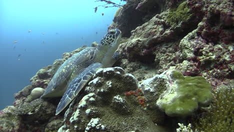 Junge-Echte-Karettschildkröte,-Die-Auf-Korallenhang-Abdosiert,-Mittlerer-Schuss-Mit-Blauem-Wasser-Im-Hintergrund
